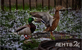Дожди с мокрым снегом и ноябрьское тепло пообещали жителям Ленобласти 9 декабря