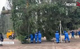 Главную новогоднюю елку страны срубили в Московской области