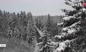 Специалисты Копорского лесничества готовятся срубить главное новогоднее дерево для Северной столицы