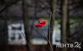 Небольшие дожди и до +5 градусов: о погоде в Ленобласти 10 декабря