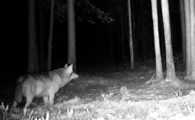 Во Всеволожском районе в видеоловушку попался одинокий растолтевший волк