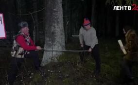 Сотрудники Ломоносовского ДК сняли мини-фильм о том, как пилили главную елку Петербурга