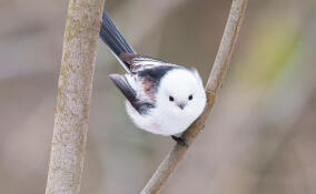 В Яблоновском саду заметили похожих на половники длиннохвостых синиц