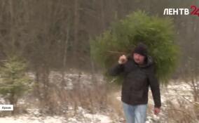 Уголовная или административная ответственность плюс штраф до 20 тысяч рублей: как срубить елку в лесах Ленобласти и не заработать проблем