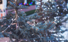 Бесплатные ели к Новому году: в Ленобласти стартует традиционная экологическая акция