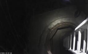 В Сиверском спасли пять маленьких котят