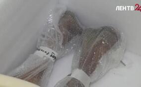 Мамонтенка Тадибе готовят к отправке в Салехард из Международного центра реставрации в Рождествено