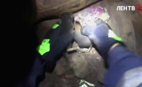 В Сиверском спасли пятерых новорожденных котят