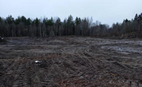 В Сланцах избавились от нелегальной свалки