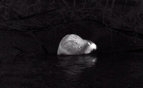 В Петербурге на реке Таракановке заметили бобровую лесосеку