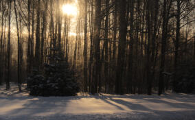 Экс-чиновник из Ленобласти пойдет под суд за разрешение незаконной рубки леса