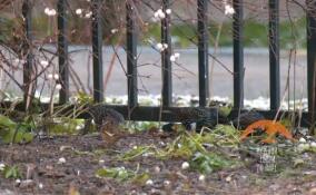 Скворцы не стали улетать из Петербурга на зимовку из-за теплой погоды