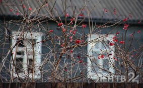 Небольшие дожди и до +5 градусов ожидаются в Ленобласти 19 декабря