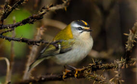 Редкий красноголовый королек попал в объектив камеры на Финском заливе