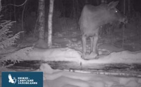 «Нашел шпиона»: лоси в Нижне-Свирском заповеднике обнаружили скрытую камеру