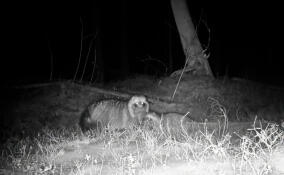 Во Всеволожском районе енотовидные собаки запели серенады