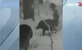 В финской Лапландии обвиняют российских волков в гибели своих оленей