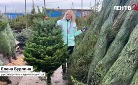 Как выбрать новогоднюю елку