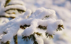 До -14 ночью и до -5 днем: прогноз погоды в Ленобласти на 24 декабря