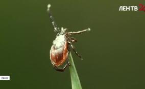 «Елочный клещ»: реальная угроза или фейк?