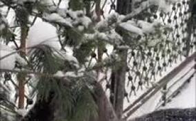 В Ленинградском зоопарке поселился самец черной лани Какао Боб