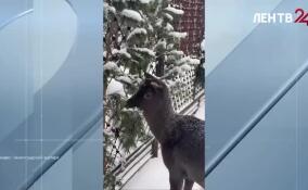 В Ленинградском зоопарке поселился самец европейской лани