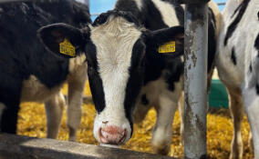 В Лужском районе построили новые телятники