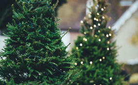 Жителям Ленобласти напомнили о возможности бесплатно получить елку напрямую от лесничеств
