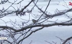 Орнитологическая экскурсия в парке Сергиевка