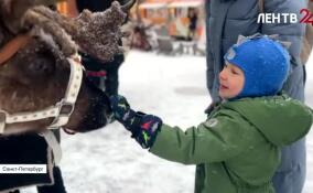 В культурный квартал «Брусницын» приехали северные олени