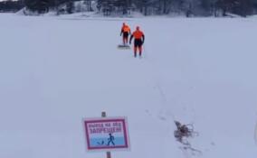 Собака погибла в районе поселка Мельниково