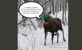 Нижне-Свирский государственный заповедник опубликовал забавные поздравления с Новым годом