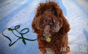 Небольшой снег и до -14 градусов: о погоде в Ленобласти 1 января