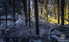 Поисковики нашли двух мужчин, потерявшихся в лесу в Ломоносовском районе