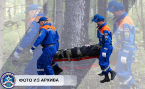 Двух заблудившихся молодых людей нашли в лесу в Лужском районе