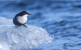 Ледяные ныряльщицы: в зимней Вуоксе заметили редкую для региона птицу