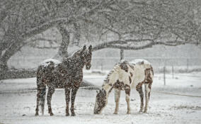 В выходные Ленобласти накроют снегопады и порывистый ветер