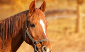 Внезапный удар копытом: в Ломоносовском районе от лошади пострадала двухлетняя девочка