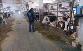 Животноводческий комплекс под Тосно проверили после смены владельца