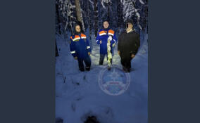 Из леса в Тосненском районе вывели заплутавшего мужчину