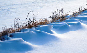До -17 ночью и до -13 днем: прогноз погоды в Ленобласти на 14 января