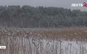 30 миллионов рублей штрафов за свалки в лесах Ленобласти