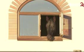 Съемочная группа ЛенТВ24 познакомилась с мини-лошадьми на ферме в Ленобласти