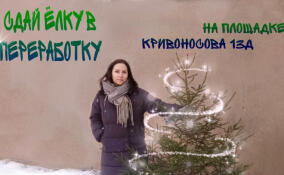 Жители Выборга могут сдать новогодние ёлки на переработку