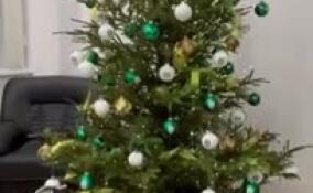 Ленинградцам порекомендовали утилизировать новогодние ели правильно