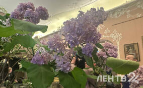 Залы Александровского дворца в Царском Селе украсили кусты сирени