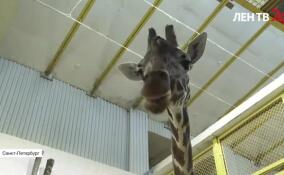 В Ленинградском зоопарке отметили день рождения старейшего петербургского жирафа