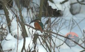Редкий голубой зимородок попал в объектив камеры в Петербурге
