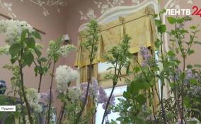 В Царском Селе сирень вновь зацвела в январе