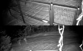 Стая волков терроризирует жителей садоводства в Лужском районе